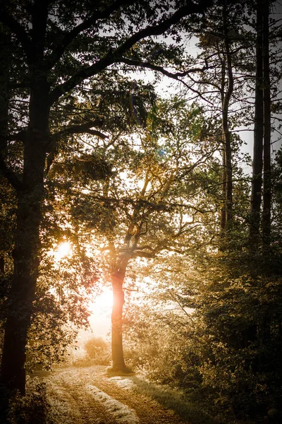 Pădurea de toamnă la răsărit — Fotografie, imagine de stoc