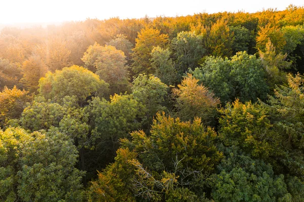 Осінній ліс на сході сонця — стокове фото