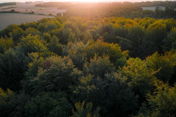 Pădurea de toamnă la răsărit — Fotografie de stoc gratuită