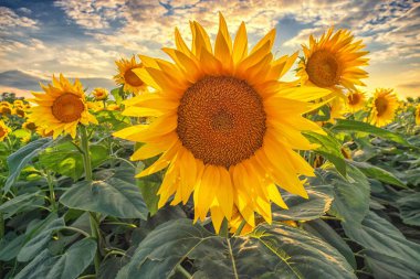 Yaz aylarında gün batımında güzel ayçiçeği alan panorama