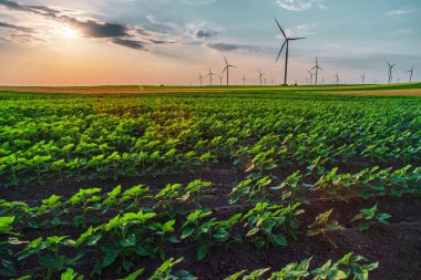 Günbatımında rüzgar tarlası türbinleri ve jeneratörleriyle yenilenebilir enerji, güzel manzara. 
