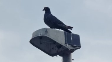 Şehir lambası direğine tünemiş gri güvercin içeren şehir vahşi hayatı sahnesi, tüyleri titizlikle parlak gökyüzüne karşı tımar ederek huzurlu kentsel doğa anını somutlaştırıyor.