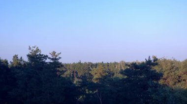 Verdant orman tepe örtüsü bulutsuz gökyüzü altında uzanır, yemyeşil orman manzarasını ortaya çıkarır canlı doğal güzellik ve sakin atmosferle