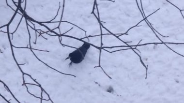 Karatavuk, karla kaplı zeminde yiyecek arıyor, çıplak ağaç dallarının altında seyrüsefer yapıyor, sert soğuk mevsimde olağanüstü hayatta kalma içgüdüleri sergiliyor.