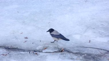 Soğuk mevsimde kışın kapüşonlu karga donmuş zeminde yiyecek ararken buz yüzeyini gagalıyor ve kıt yiyecek arıyor.