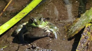 Yeşil kurbağa kısmen bulanık suda dinleniyor, etrafındaki su bitkileriyle harmanlanıyor ve barışçıl sulak arazi ekosisteminde doğal kamuflaj sergiliyor.
