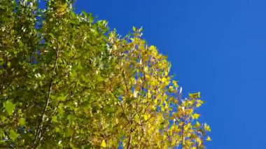 Kavak ağacı tepesi altın ve yeşil yaprakların renk değiştirdiğini, parlak mavi gökyüzünün altında canlı sonbahar manzarasının mevsimsel dönüşümü yakaladığını gösteriyor.