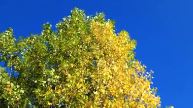 Kavak ağacının tepesinde canlı yeşil ve altın yapraklar sallanıyor rüzgarda hafifçe sallanıyor, el değmemiş mavi gökyüzüne karşı pitoresk sonbahar manzarası yaratıyor, mevsimsel dönüşümü yakalıyor.