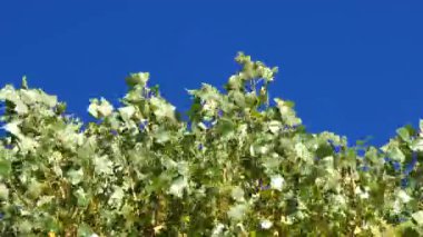 Kavak ağacı dalları açık mavi gökyüzüne karşı canlı sarı yapraklar sergiliyor, sonbaharın doğal renk değişimi sırasında altın yaprakların mevsimsel dönüşümünü yakalıyor.