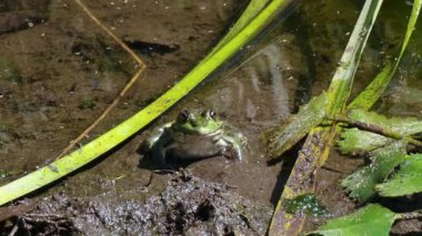 Çamurlu su bitkileri arasında hareketsiz duran yeşil kurbağa, karmaşık sulak arazi ekosisteminde çeşitli amfibi yaban hayatını destekleyen karakteristik bir kamuflaj sergiliyor.