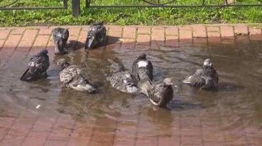 Şehir parkında banyo yapan ve küçük su birikintilerinde su sıçratan şehir güvercinleri, güneşli asfalt üzerinde serinleyen tüylü bedenler, doğal vahşi yaşam davranışlarını gösteriyor.