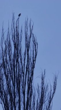 Çorak ağaç dalına tünemiş yalnız bir kuş berrak mavi kış gökyüzüne karşı, sakin bir tefekkür ve doğal manzaranın narin sükunetini somutlaştırıyor.