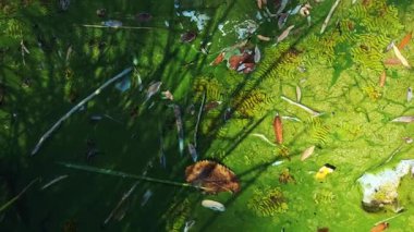 Yeşil gölet yüzeyi yosun ve yaprakları sergiliyor. Parlak su üzerinde hassas gölgeler bırakıyor. Karmaşık doğal desenler ve organik dokularla.