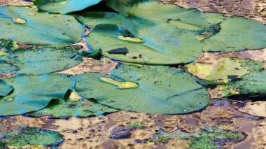 Verdant yeşil su nilüferleri verimli dokusal yüzey oluşturur, doğal botanik zarafet ve sakin organik desenlerle sakin gölet sularını nazikçe örterler.