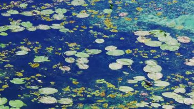 Verdant su nilüferleri ve yüzen algler mavi gölet yüzeyine yayılarak sakin su bitkileriyle sakin doğal bir ortam yaratıyorlar.