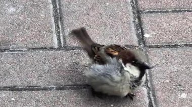 Küçük ev serçesi titizlikle tüylerini kabartıyor ve kentin kaldırımlarına tüneyerek şehir ortamında doğal tımar davranışları sergiliyor.
