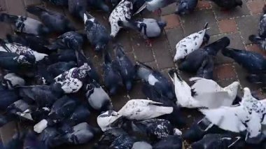 Çeşitli beyaz ve karanlık güvercin sürüleri yoğun bir şekilde toplanıyor, fayanslı şehir zemininden tohumları gagalıyorlar, tipik şehir ortamında toplumsal beslenme davranışları sergiliyorlar.