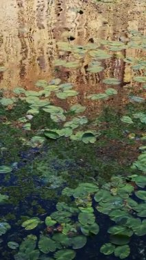 Sakin gölet yüzeyinde yüzen yeşil nilüferler. Birbirine bağlı altı panele yayılan ağaç yansımaları ile büyüleyici soyut desen oluşturuluyor. Huzur veren doğal ekosistem güzelliği