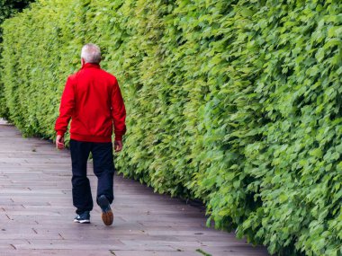 Kyiv, Ukraine 5th May,2025, Senior man walking along green hedge in Kyiv city park, enjoying peaceful urban nature, healthy lifestyle, relaxation, solitude, and calm outdoor environment