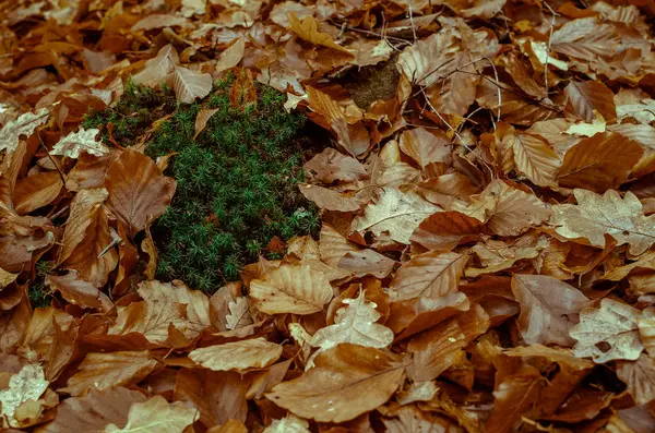 Сцена Сухих Листьев Осенью — стоковое фото