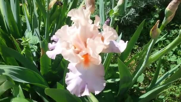 Κλείνω Πάνω Θέα Του Πανέμορφου Λουλουδιού Ίριδας Germanica — Αρχείο Βίντεο