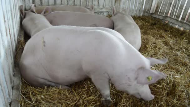 Cochon Couché Sur Sol Manger Gros Plan — Video