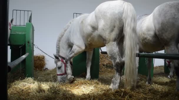 Cavalo Está Comendo Feno Estábulo — Vídeo de Stock