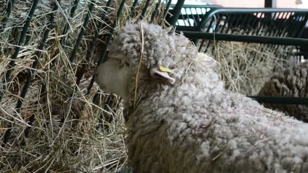 Jeden Krásný Ovce Stojí Žere Seno Stáji — Stock video