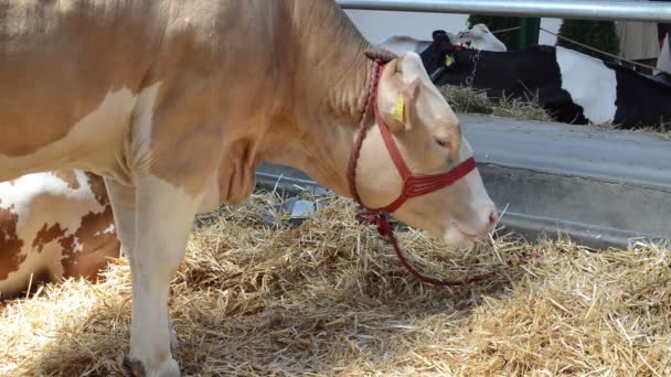 Vaca Comiendo Heno Concepto Ganado — Vídeo de stock