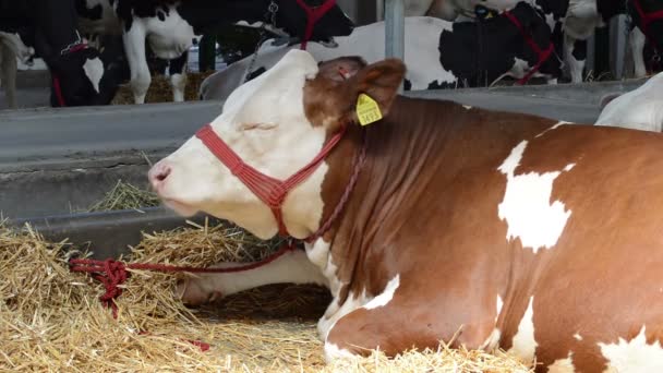 Vaca Acostada Heno Concepto Ganado — Vídeos de Stock