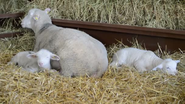 Schapen Lammeren Slapen Het Hooi Boerderij — Stockvideo