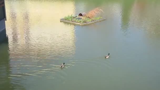 Bebek Berenang Danau Keindahan Alam — Stok Video