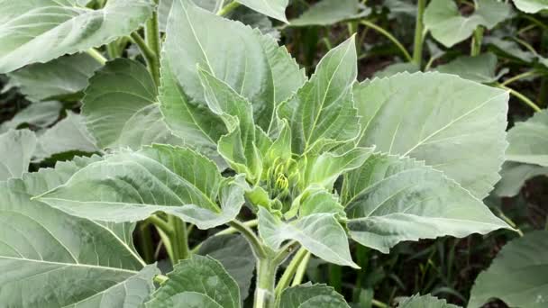 Tournesols Dans Les Champs Cultivés — Video