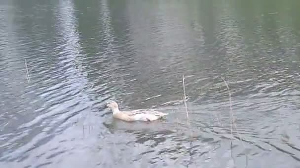 Bebek Berenang Danau Hewan Alam Liar Dengan Cahaya Bocor — Stok Video