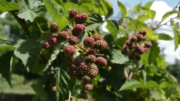 Fresh Blackberries Waving Wind Close — Stock Video