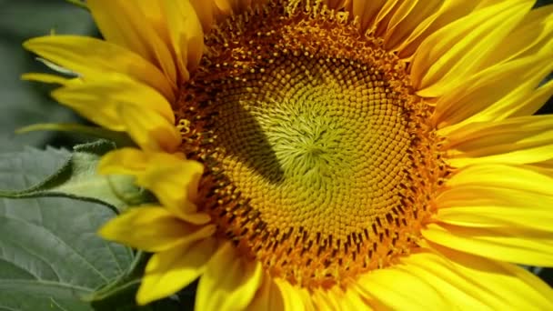 Erstaunliche Sonnenblumenpflanze Auf Dem Feld Landwirtschaftlicher Hintergrund — Stockvideo
