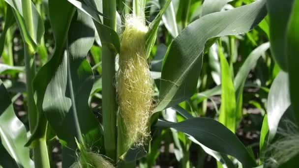 Wole Gospodarstwa Młoda Kukurydza Kukurydza Roślin Kołyszących Się Wietrze — Wideo stockowe