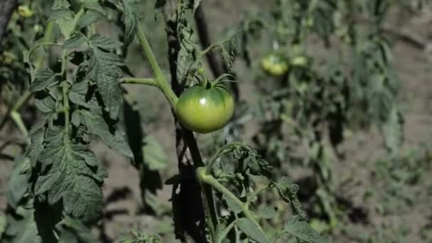 Ένα Μάτσο Άγουρες Πράσινες Ντομάτες Καλλιέργεια Στον Κήπο — Αρχείο Βίντεο