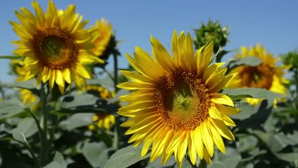 Tournesols, fond naturel d'été 