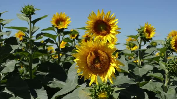 Sunflower Bee Nice Blue Sky — Stock Video
