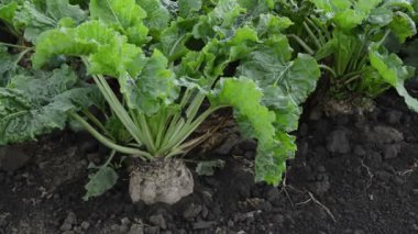 Şeker pancarı kök ürün ekili alanda. Ekili ürün alan şeker üretimi için
