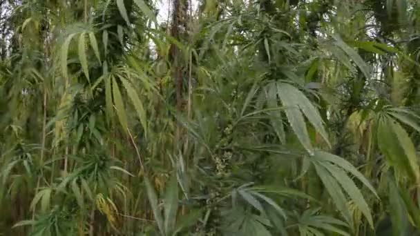 Primer Plano Planta Marihuana Alta Con Brotes Hojas Campo Cannabis — Vídeos de Stock