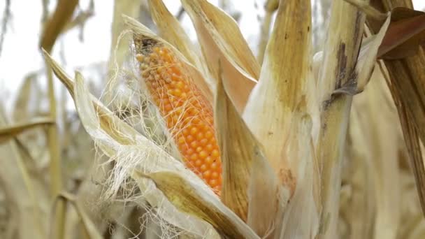 Rijpe Maïskolf Gecultiveerde Landbouw Maïsveld Die Klaar Voor Oogst — Stockvideo