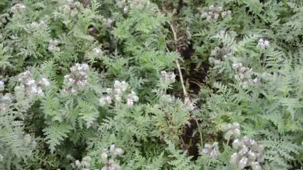 Champ de plantes Phacelia. Dentelle Phacelia Tanacetifolia ou tanaisie bleue ou tanaisie pourpre, bonne plante insectaire, attirant les pollinisateurs tels que les abeilles domestiques ou les bourdons 