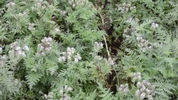 Phacelia Pflanzenfeld Spitzenphacelia Tanacetifolia Oder Blaues Oder Violettes Stiefmütterchen Gute — Stockvideo