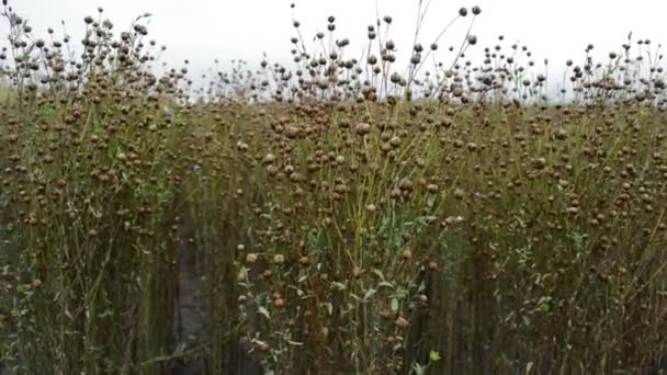 Tarım Alanında Olgunlaşma Keten Keten Tohumu Linum Usitatissimum Bitki — Stok video