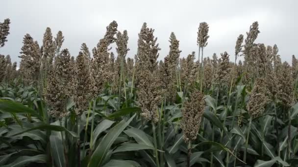 ソルガムの穀物の分野での作物 農業緑の植物 穀物の小麦粉の生産と供給 技術的な目的のために成長 ソルガムの穀物にはグルテンが含まれていません — ストック動画