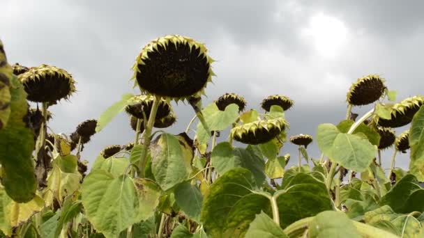 Solrosor Fältet Fantastiska Fält Med Solrosor Våren Innan Regn — Stockvideo