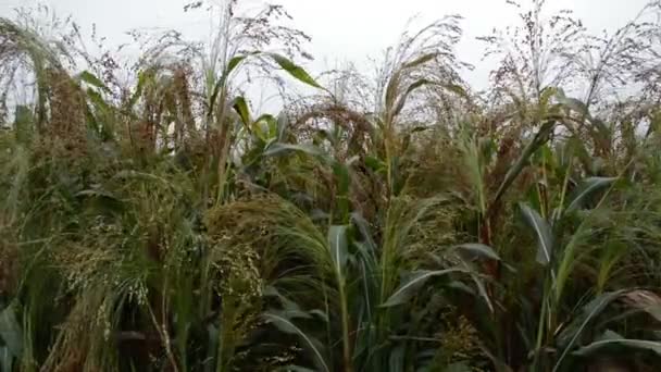 Gebied Van Gierst Onder Stormachtige Wolken — Stockvideo