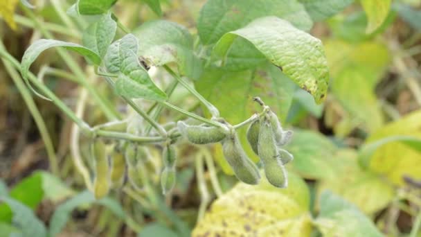 Soja Pronta Para Colheita Campo Agrícola Cultivado — Vídeo de Stock